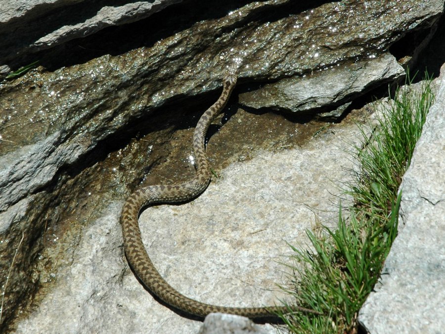 Vipera?